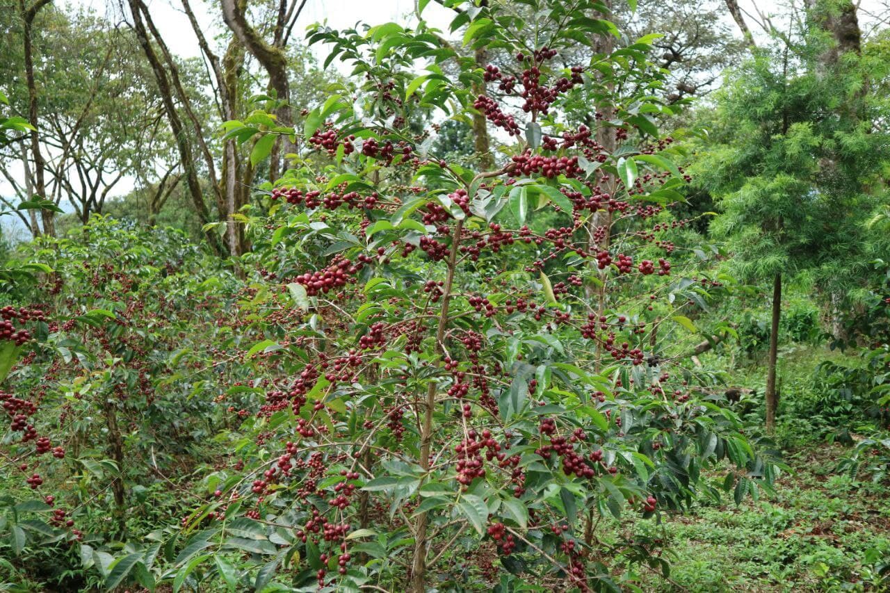 Ethiopian Coffee