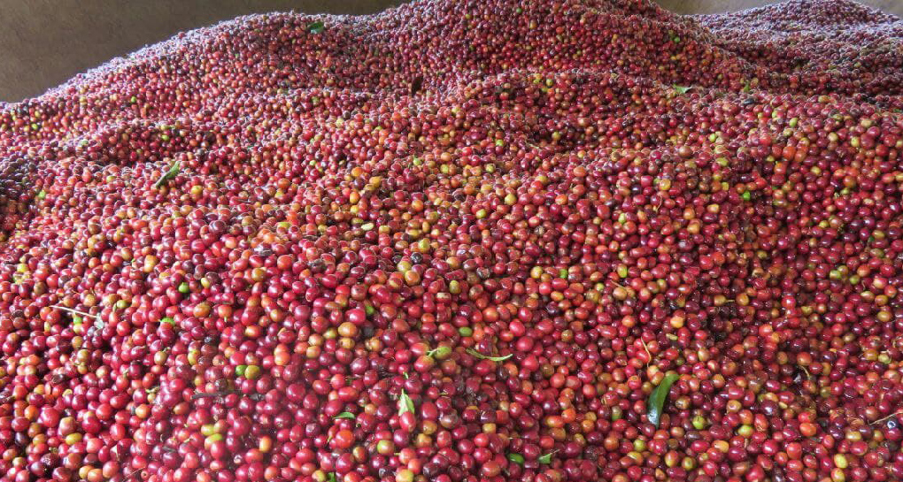 Guji Coffee