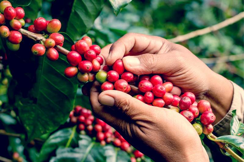 Massive harvest expected in Ethiopia