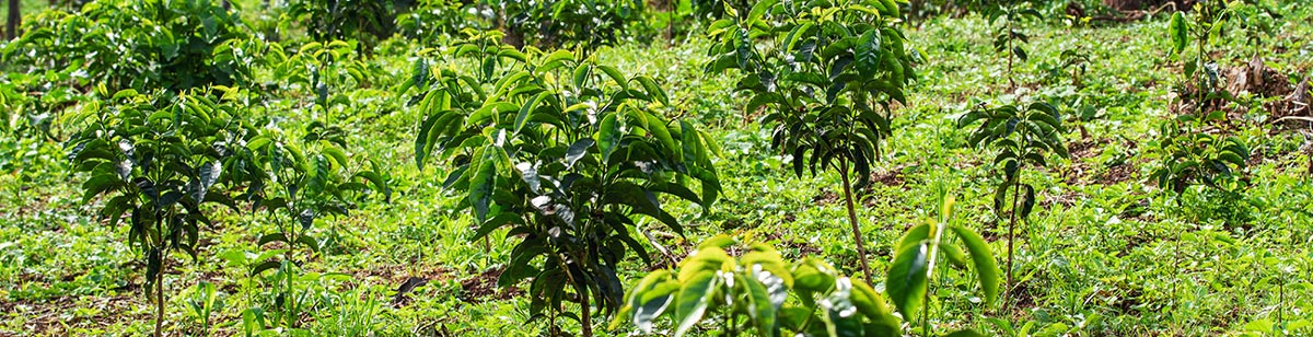 Guji-cultivation