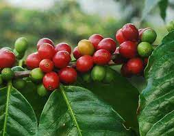 wolega_coffee_kanya