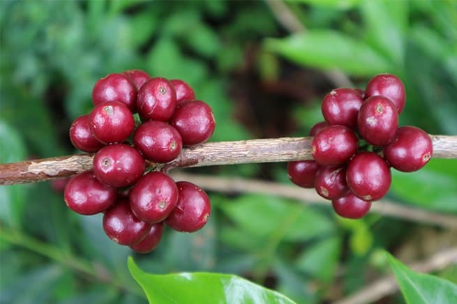 guji_coffee_kanya