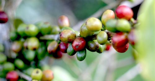 guji_coffee_kanya