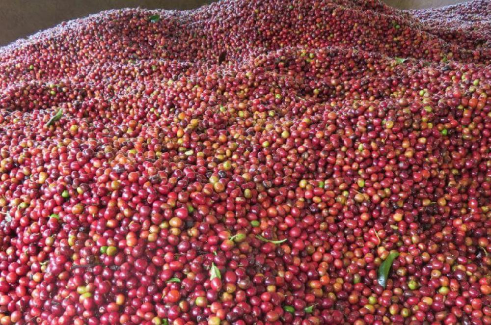 About Guji Coffee