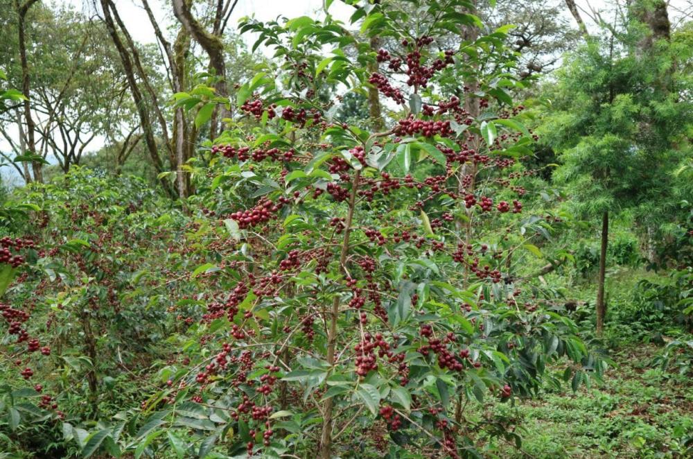 Sidamo Coffee
