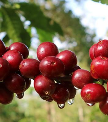Lekempti Coffee