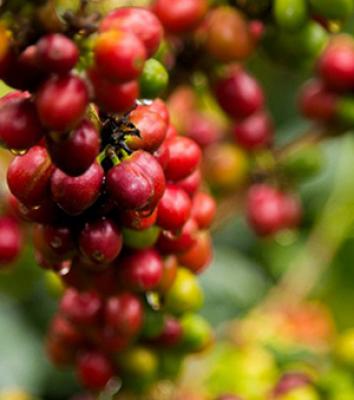 Guji Coffee