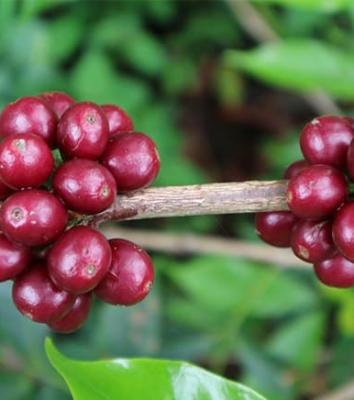 Sidamo Coffee