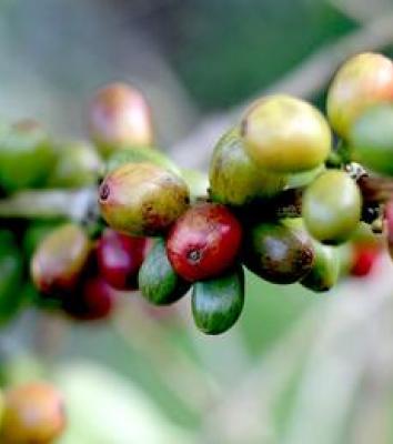 Djimma Coffee 